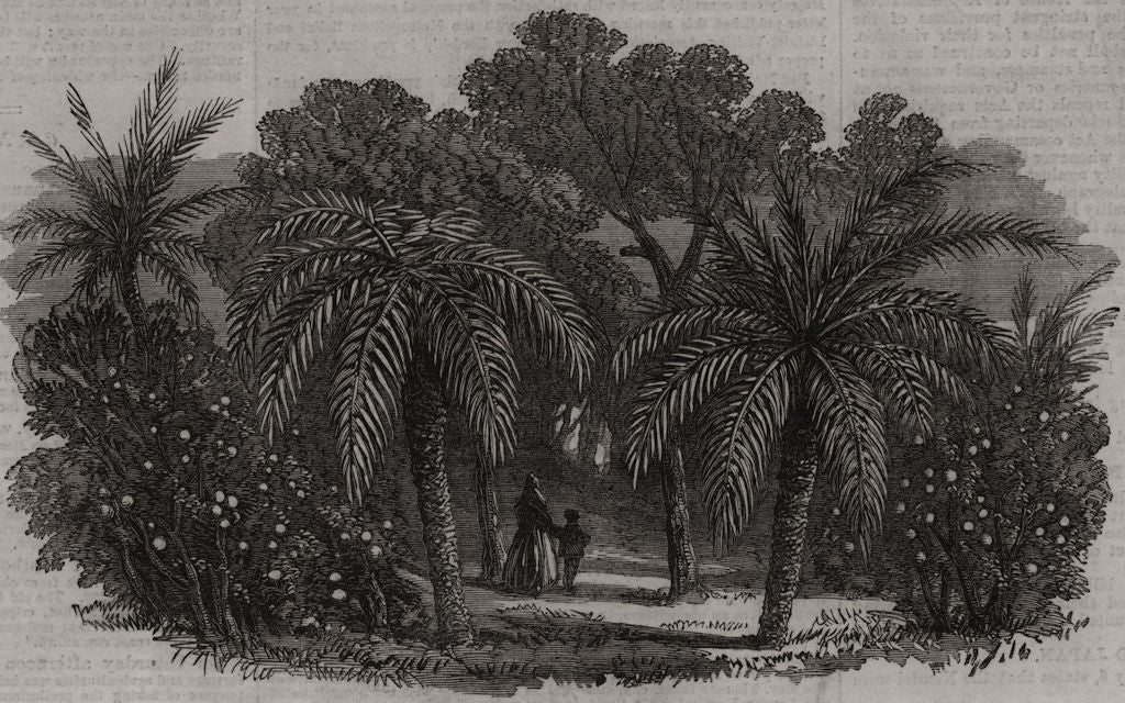 Orange Grove. Valencia 1866 old antique vintage print picture
